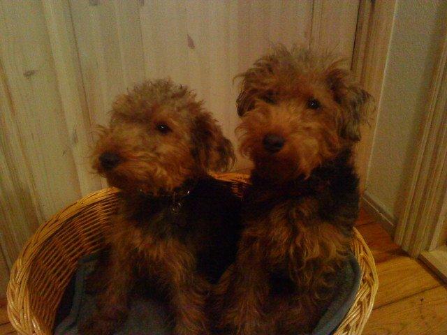 Welsh terrier Chita - Sammen med søster Pista. Pista er den mindste. :) billede 6