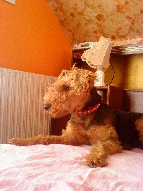 Welsh terrier Chita - I sommerhus.. ;) billede 9