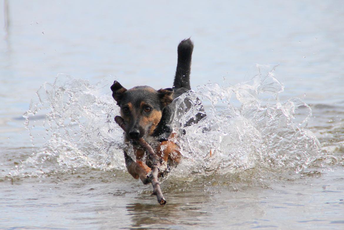 Jack russell terrier blanding Ingolf (Snold) - Ingolf 2. gang ved Tystrup. Han er blevet helt glad for vand :). billede 17