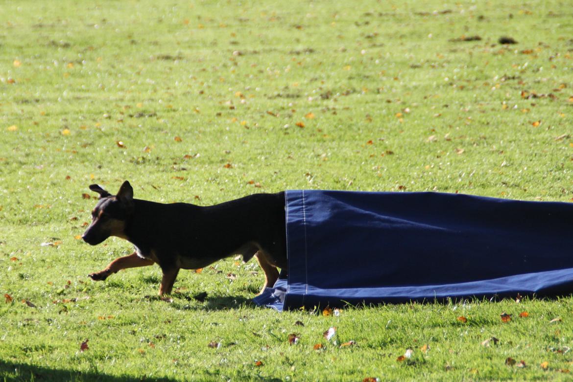 Jack russell terrier blanding Ingolf (Snold) - Gennem posen til træning :). billede 18
