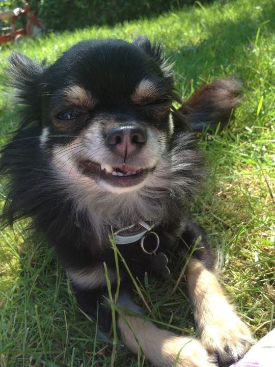 Chihuahua Tiny - Whats up ladies :-P billede 3