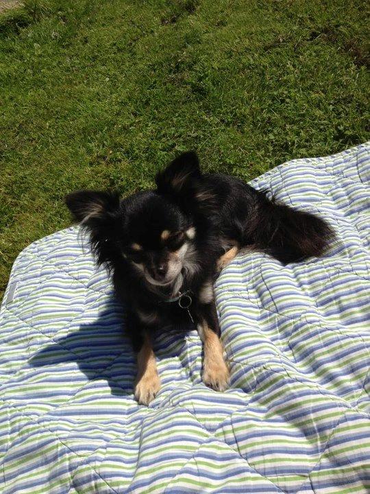 Chihuahua Tiny - Tiny er der altid når jeg ligger og slikker sol ;) billede 11