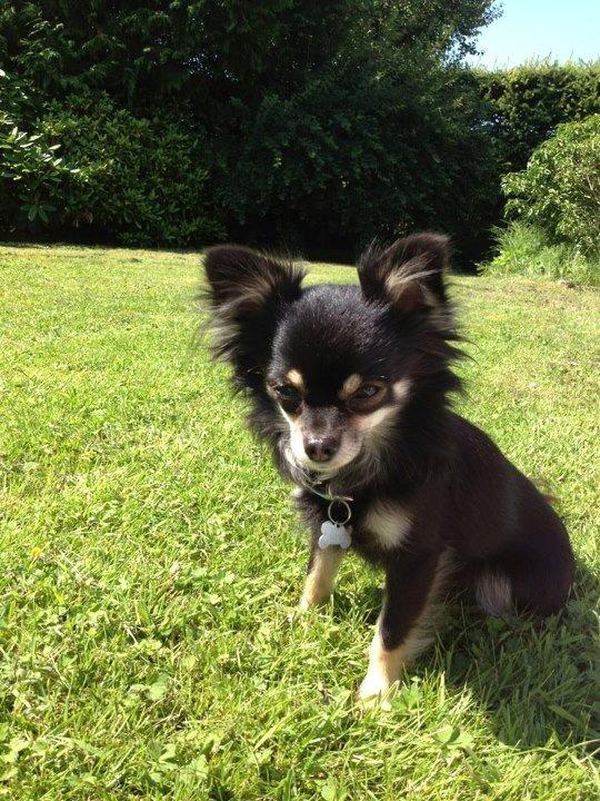 Chihuahua Tiny - Velkommen til Tiny's profil
Lig gerne en høj og en kommentar ;o) billede 1