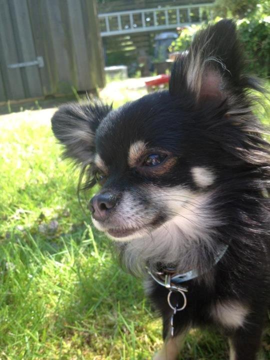 Chihuahua Tiny billede 9