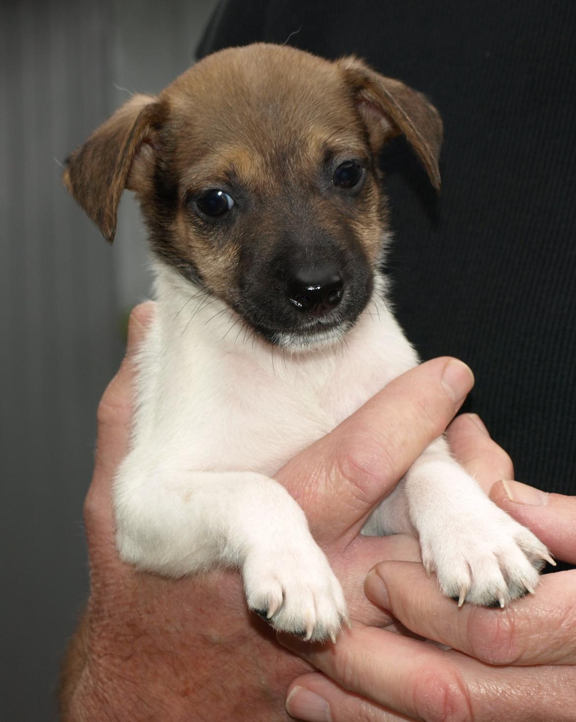 Dansk svensk gaardhund Nicki billede 12