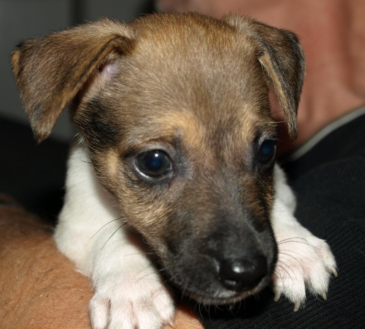 Dansk svensk gaardhund Nicki billede 13