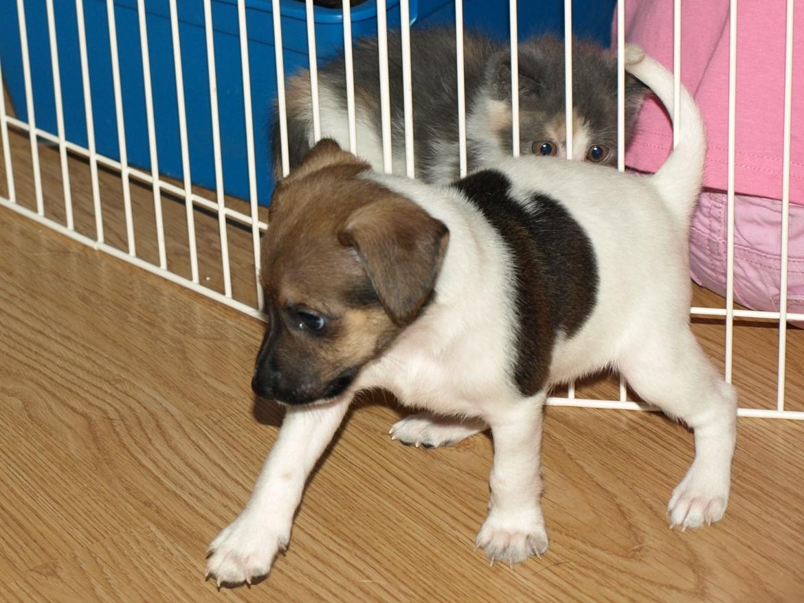 Dansk svensk gaardhund Nicki billede 14