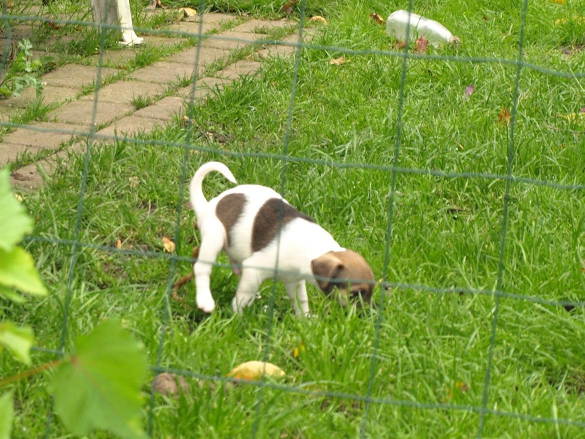 Dansk svensk gaardhund Nicki billede 17