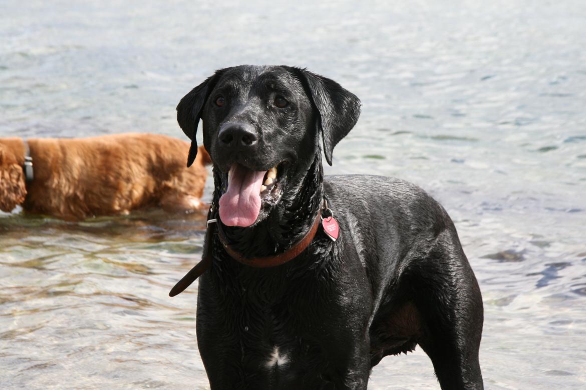 Blanding af racer LOKE VALDEMAR ;) HIMMELHUND ! :'( - STRANDEN <3 
 billede 3