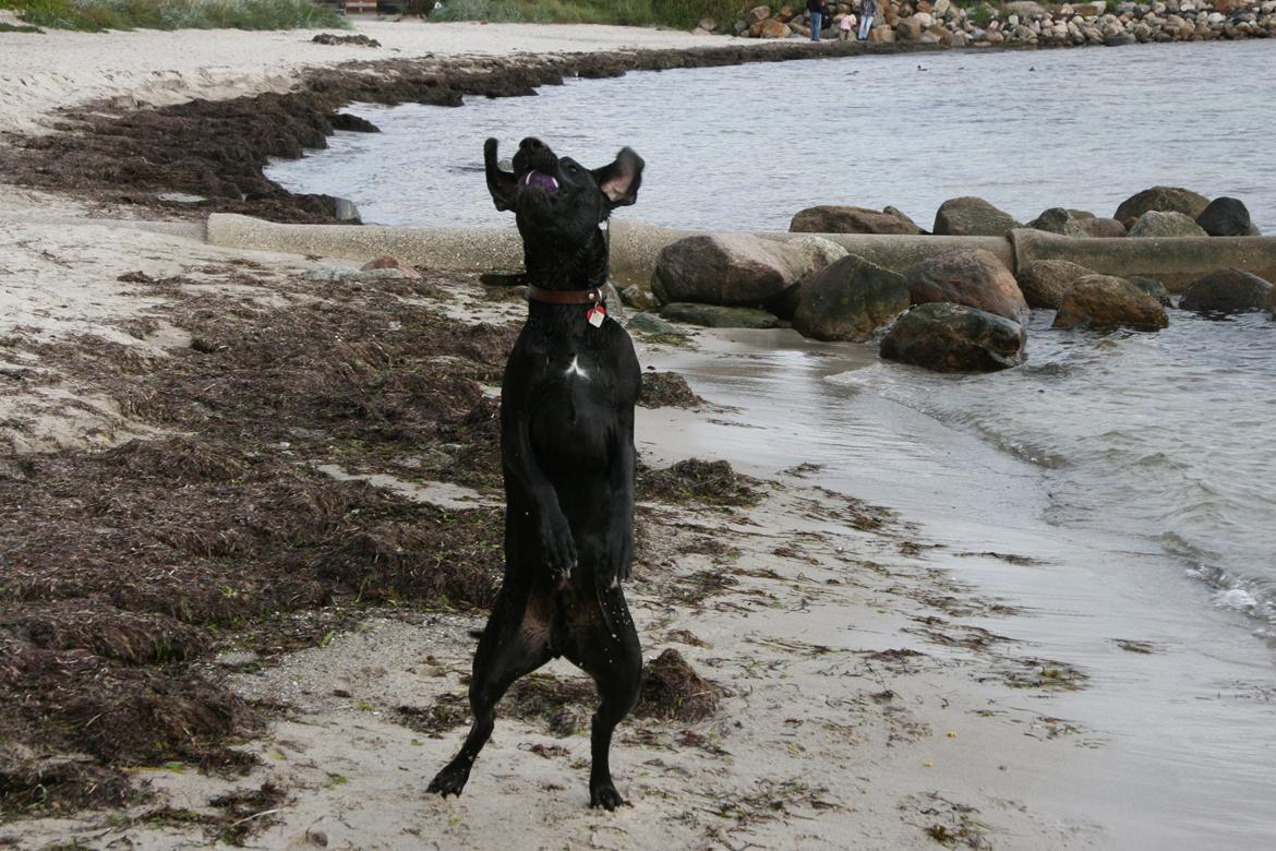 Blanding af racer LOKE VALDEMAR ;) HIMMELHUND ! :'( - GRIBER BOLDEN !  billede 10