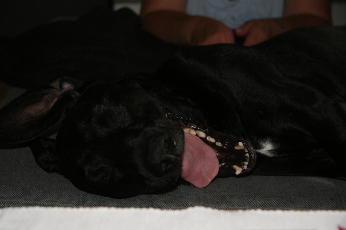 Blanding af racer LOKE VALDEMAR ;) HIMMELHUND ! :'( - FJOLLE HUND :-)  billede 12