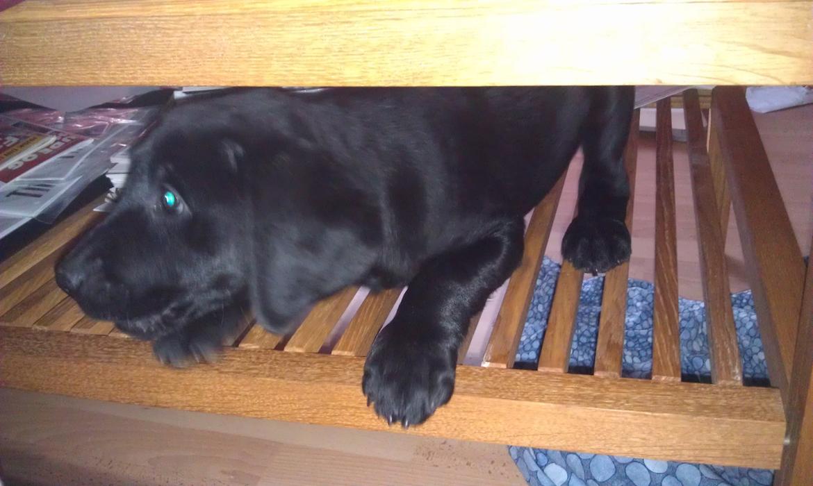 Labrador retriever Fie billede 1