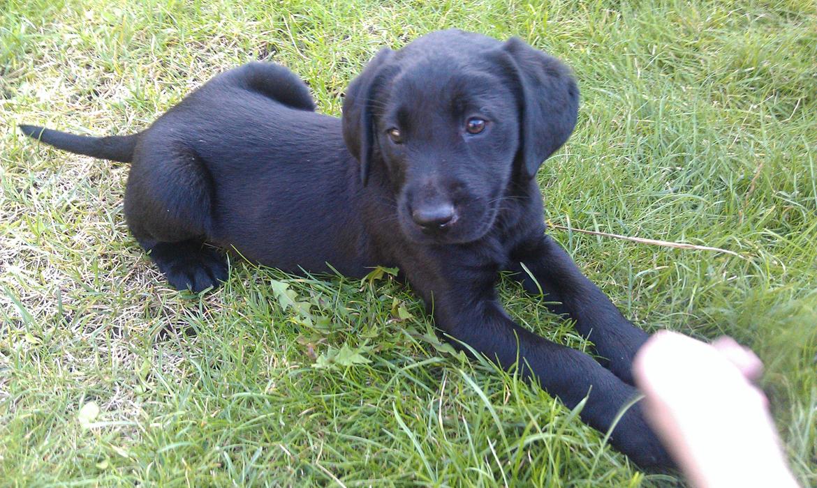 Labrador retriever Fie billede 2