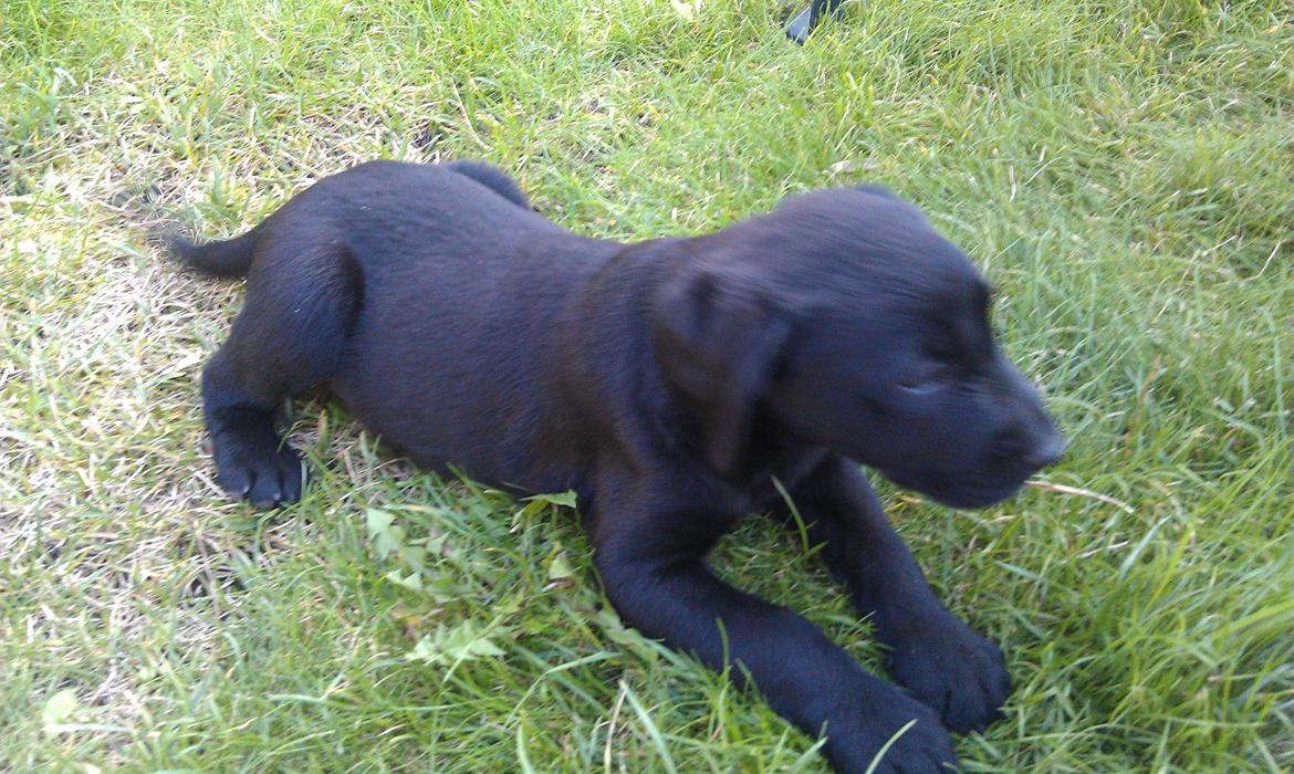 Labrador retriever Fie billede 3