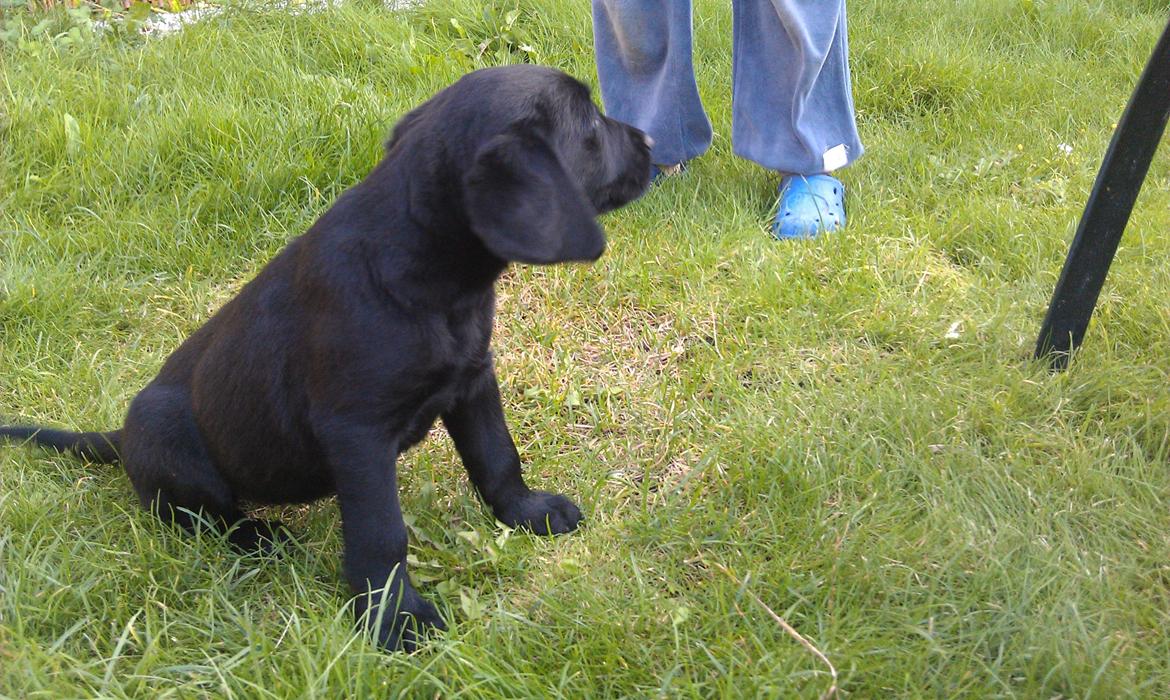 Labrador retriever Fie billede 4