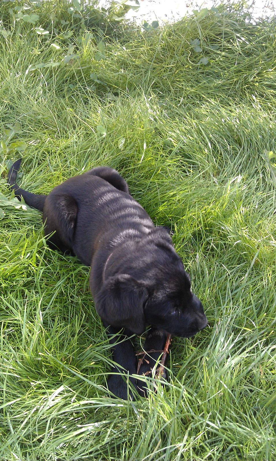 Labrador retriever Fie billede 5