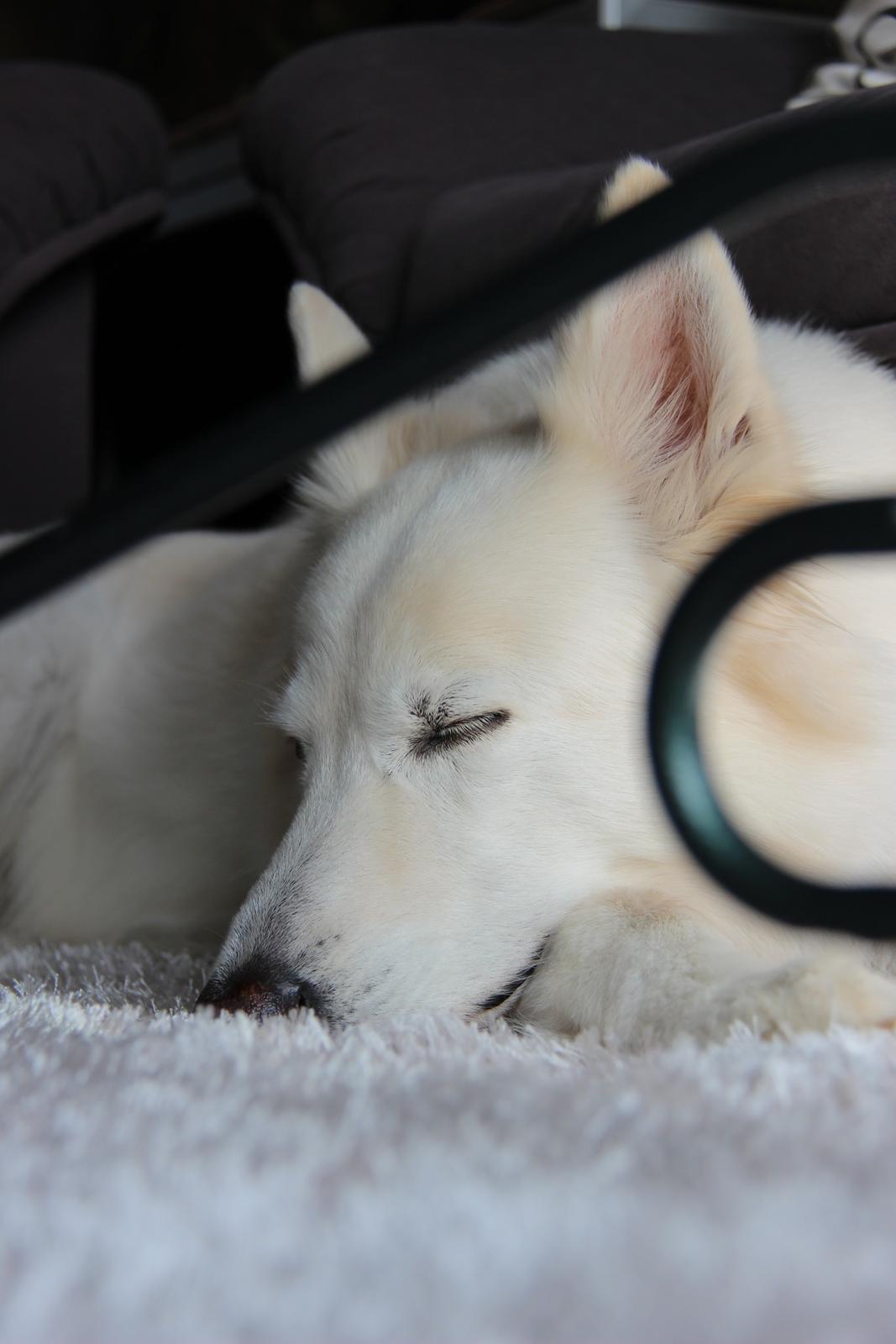 Hvid schæfer Niki billede 20