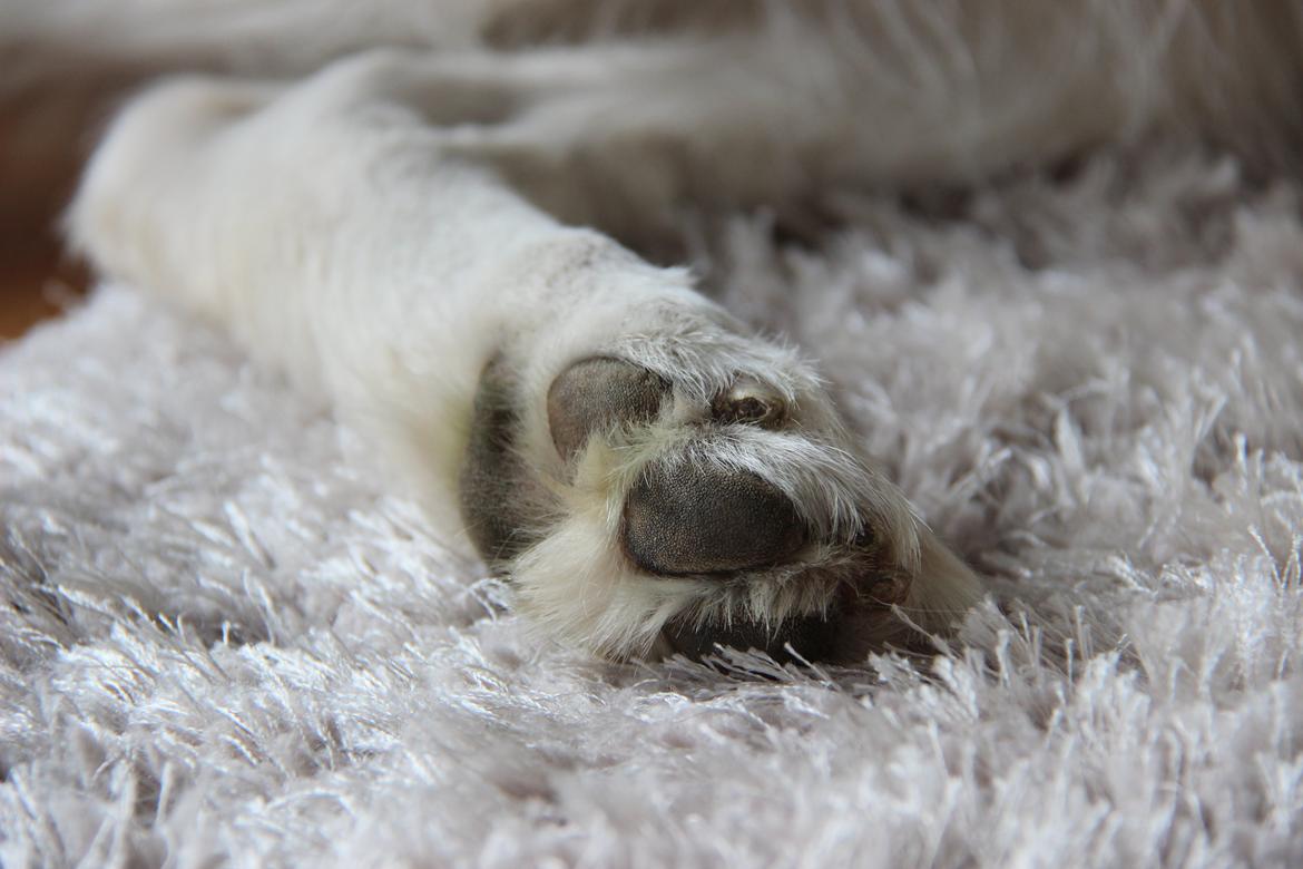 Hvid schæfer Niki billede 38