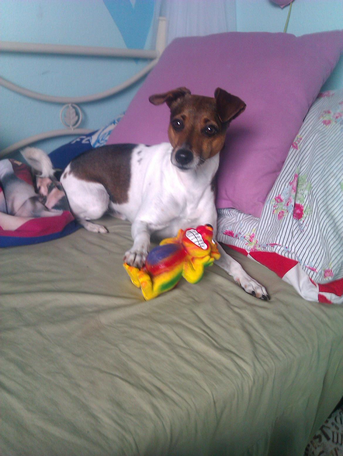 Dansk svensk gaardhund Smut - jeg elsker mit legetøj! billede 9