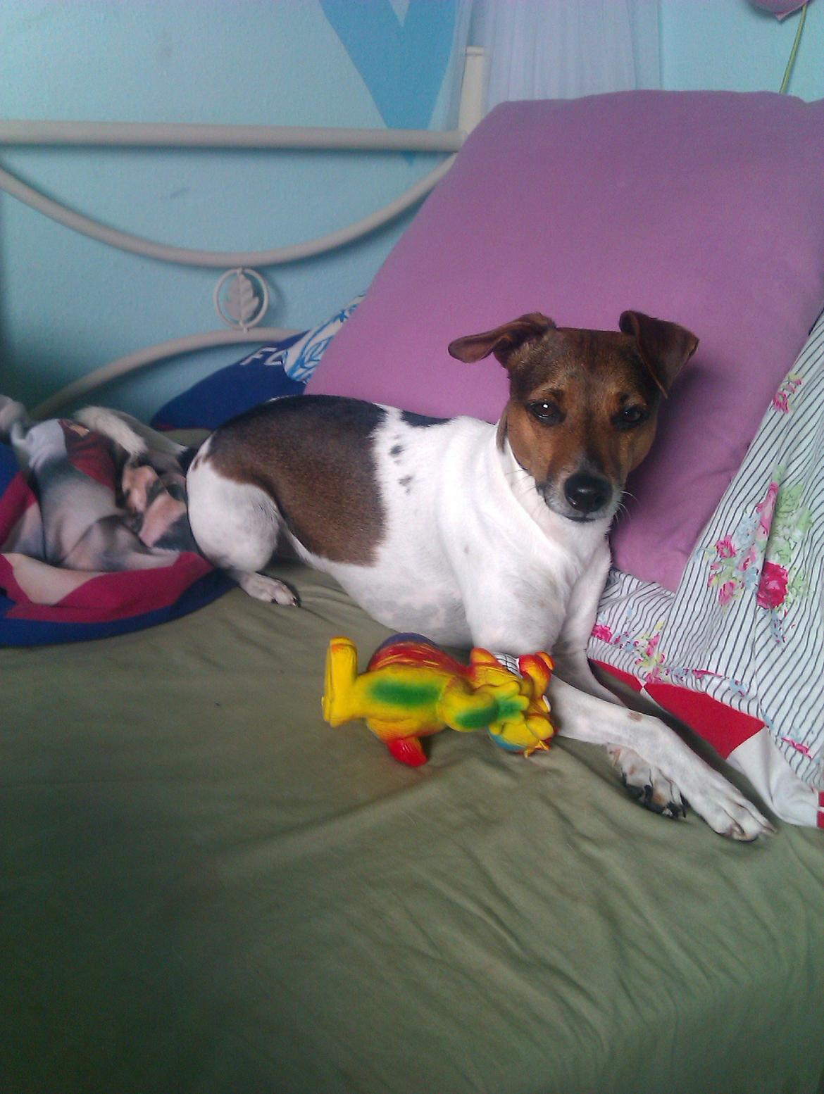 Dansk svensk gaardhund Smut - mit legetøj! billede 10