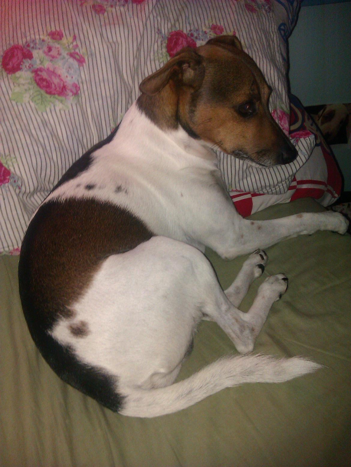 Dansk svensk gaardhund Smut - mor skal vi gå i seng  billede 11