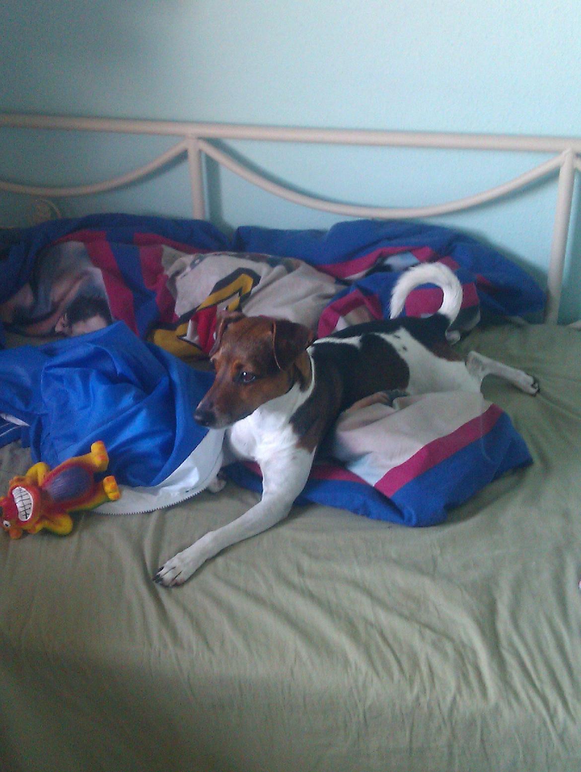 Dansk svensk gaardhund Smut - Tak fordi i kiggede med  billede 13