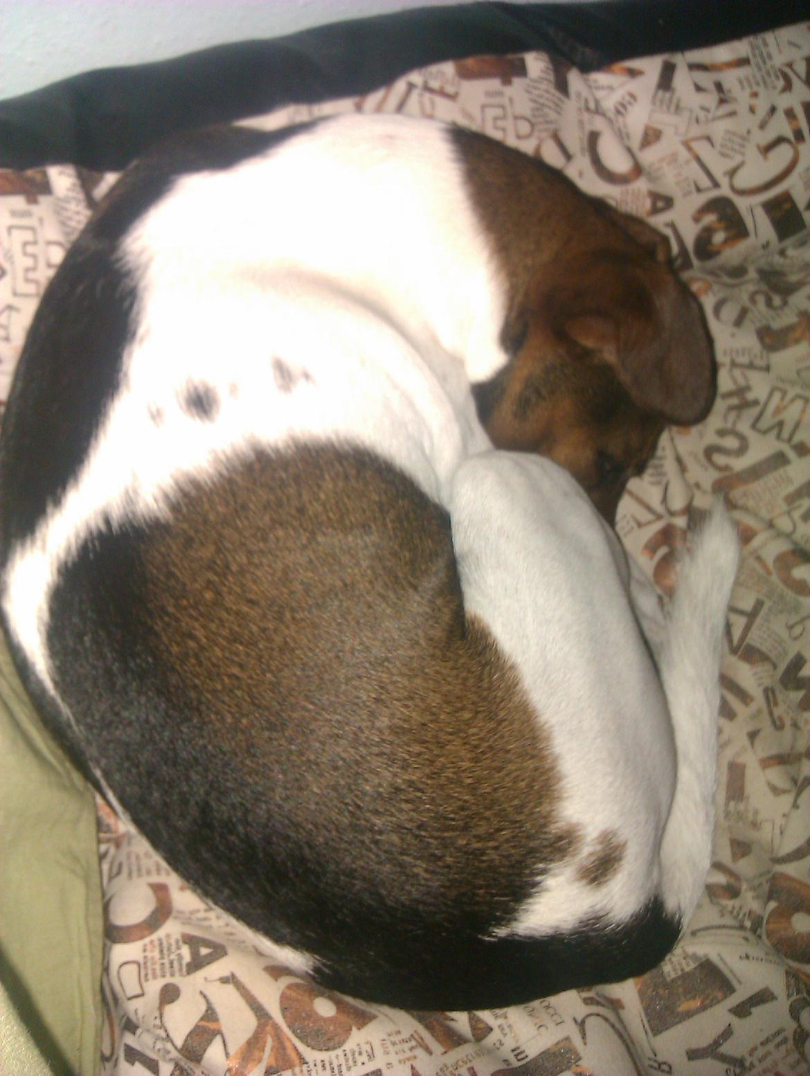 Dansk svensk gaardhund Smut - Træte smut billede 12