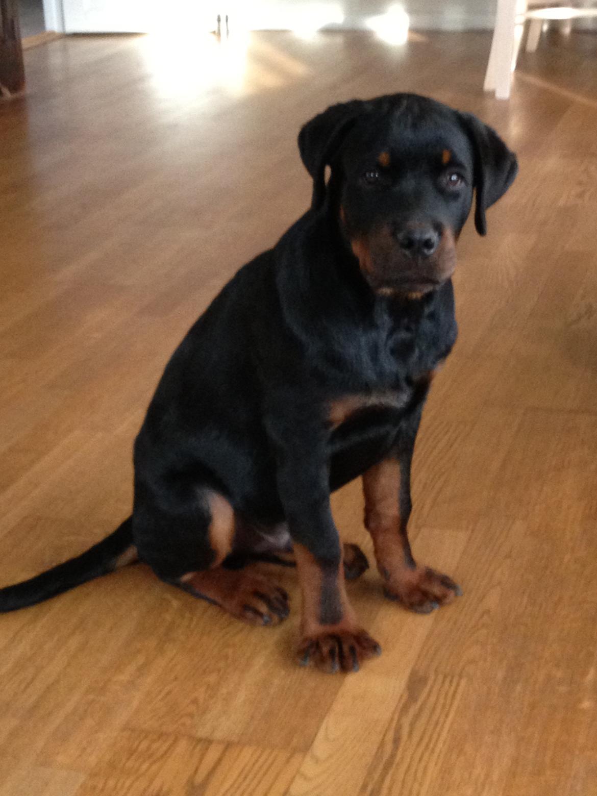 Rottweiler Lucca (Sjellebro's Eza) (2012-2020) billede 4