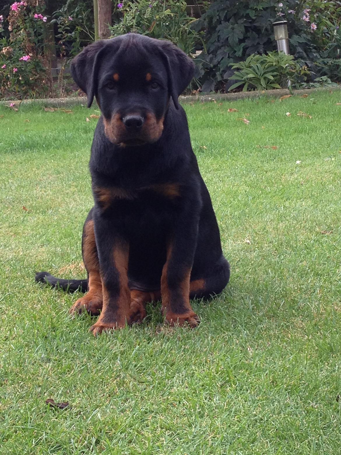 Rottweiler Lucca (Sjellebro's Eza) (2012-2020) billede 7