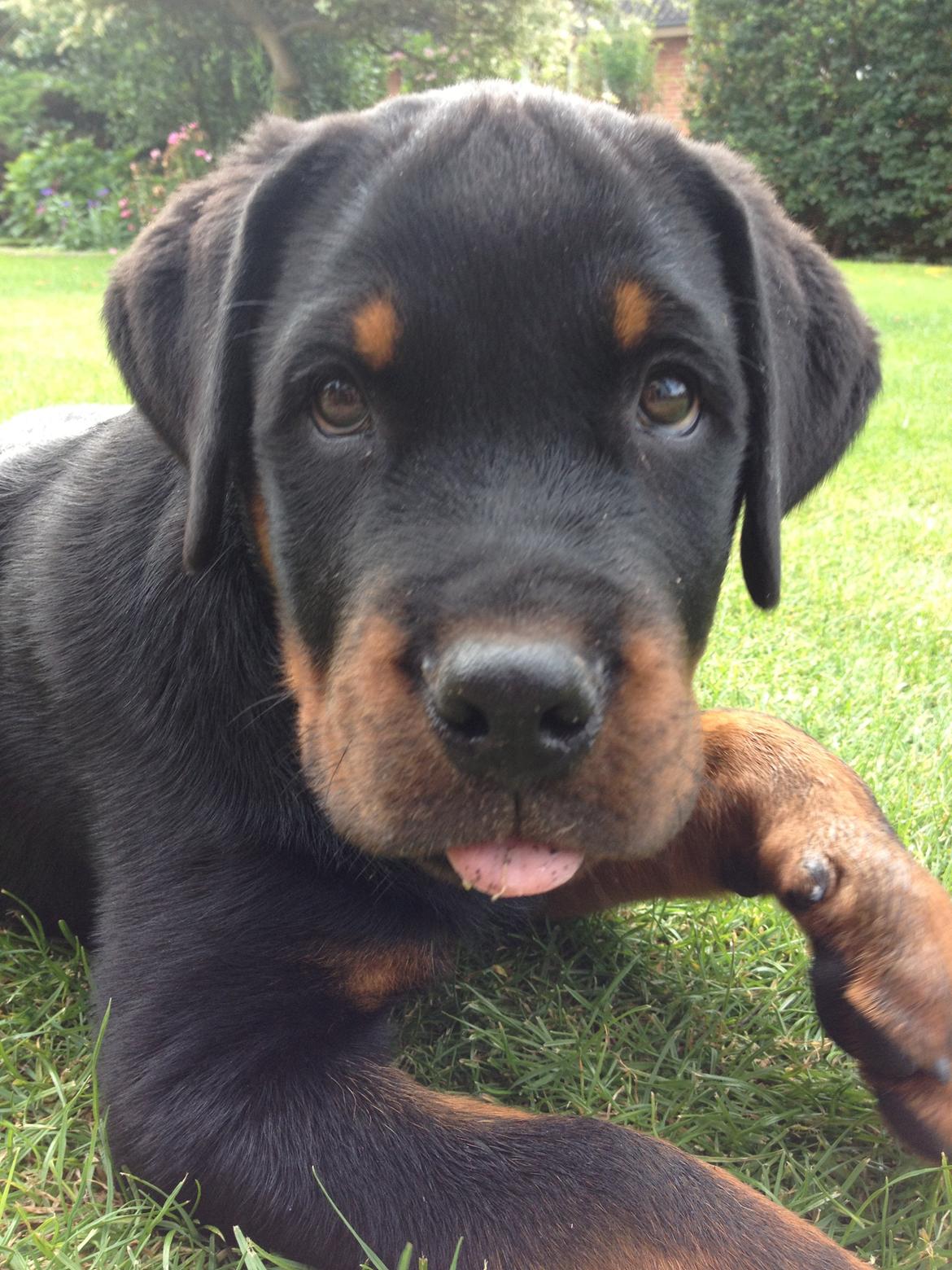 Rottweiler Lucca (Sjellebro's Eza) (2012-2020) billede 3