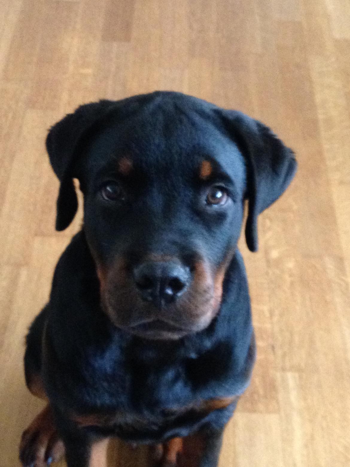 Rottweiler Lucca (Sjellebro's Eza) (2012-2020) billede 2