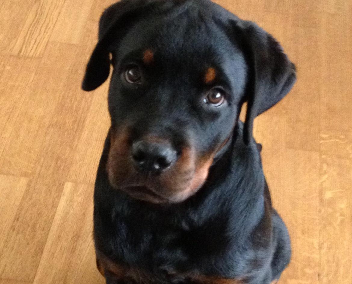 Rottweiler Lucca (Sjellebro's Eza) (2012-2020) billede 1