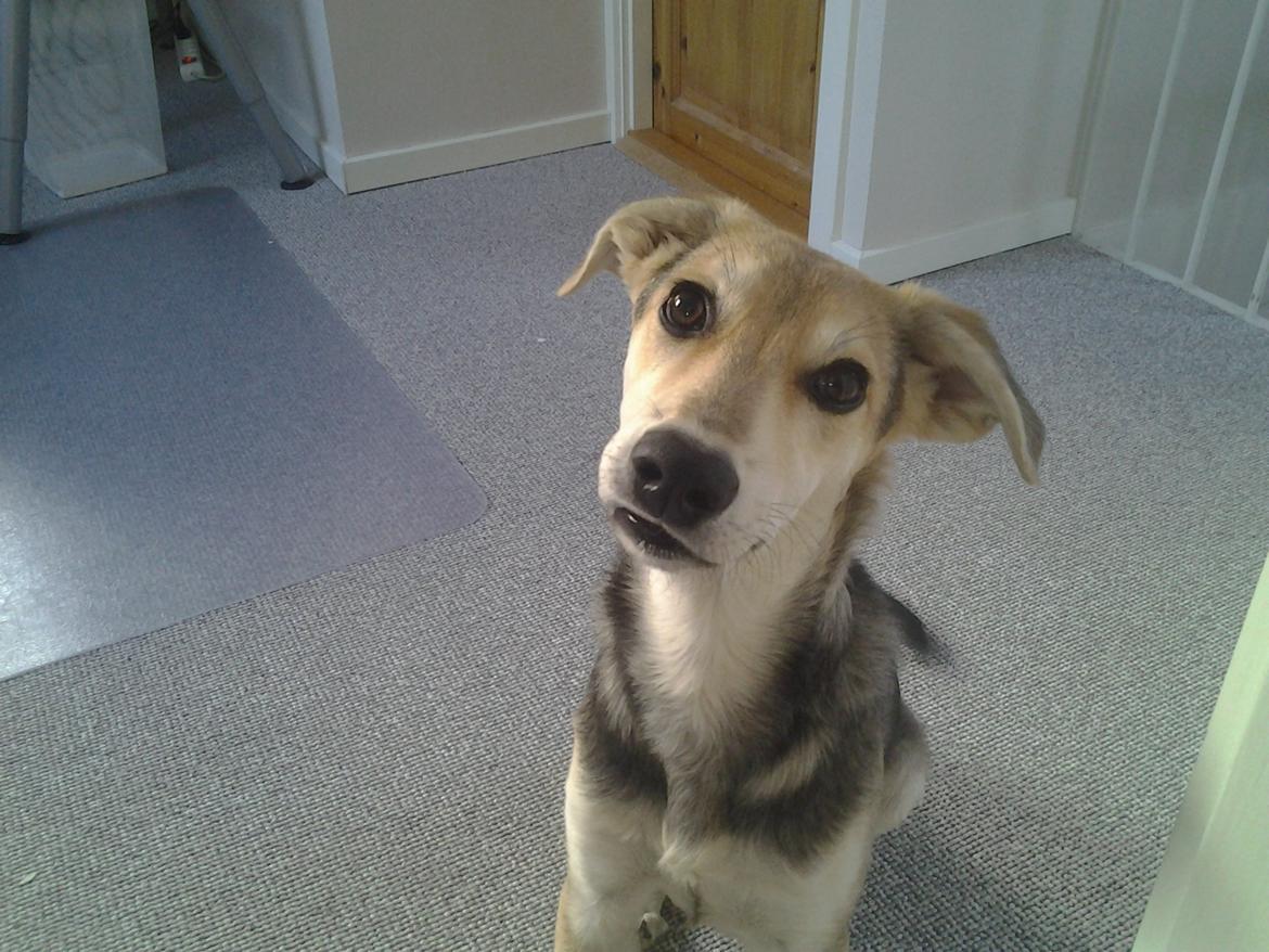 Blanding af racer Jack billede 6