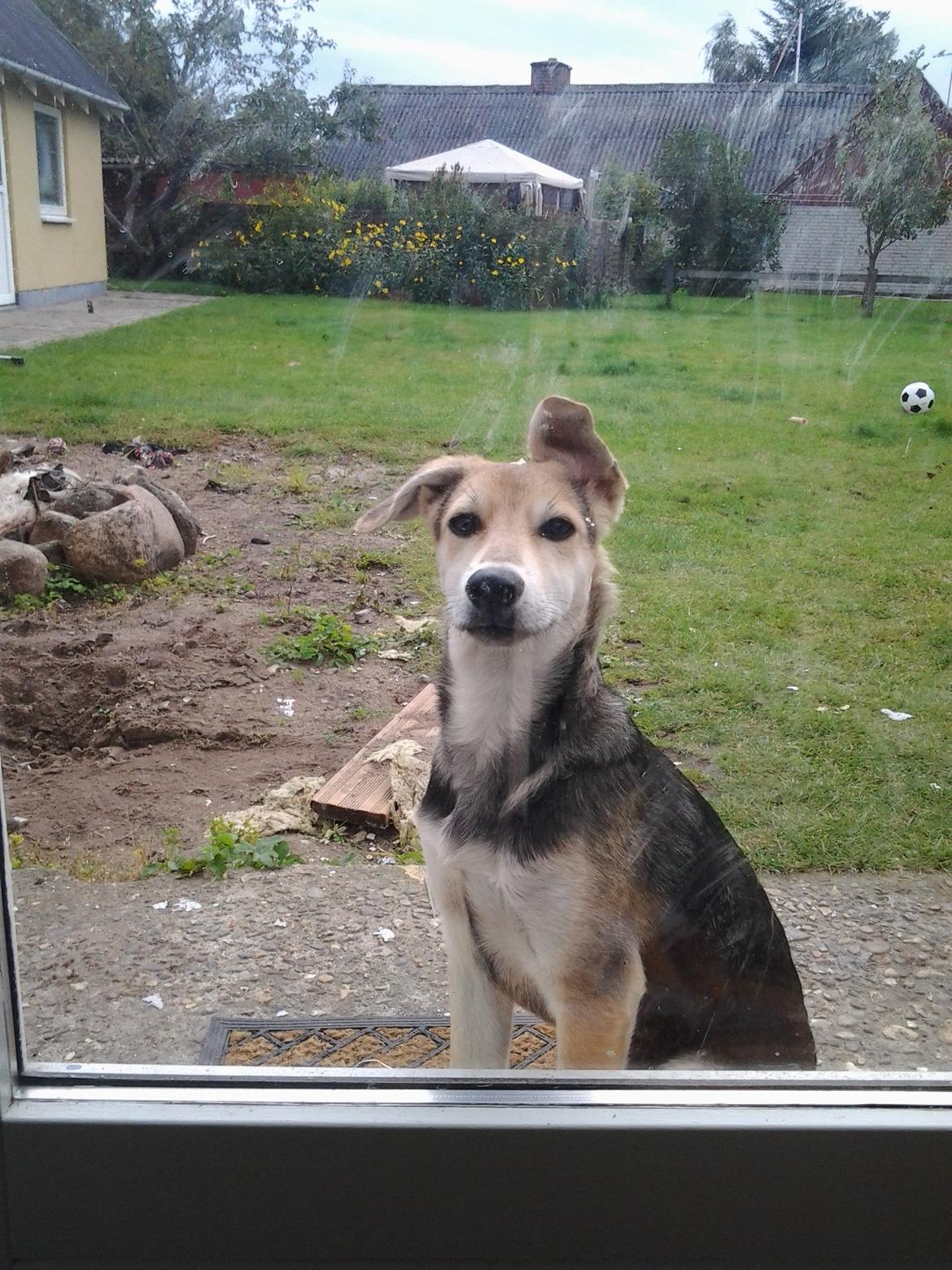 Blanding af racer Jack billede 7