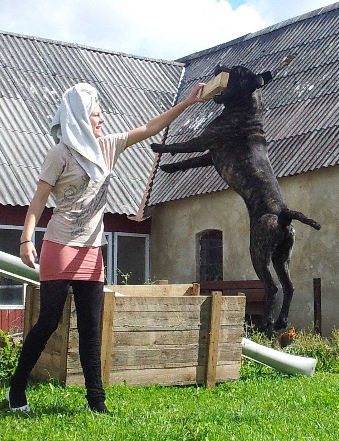 Cane corso Champ Diego billede 3