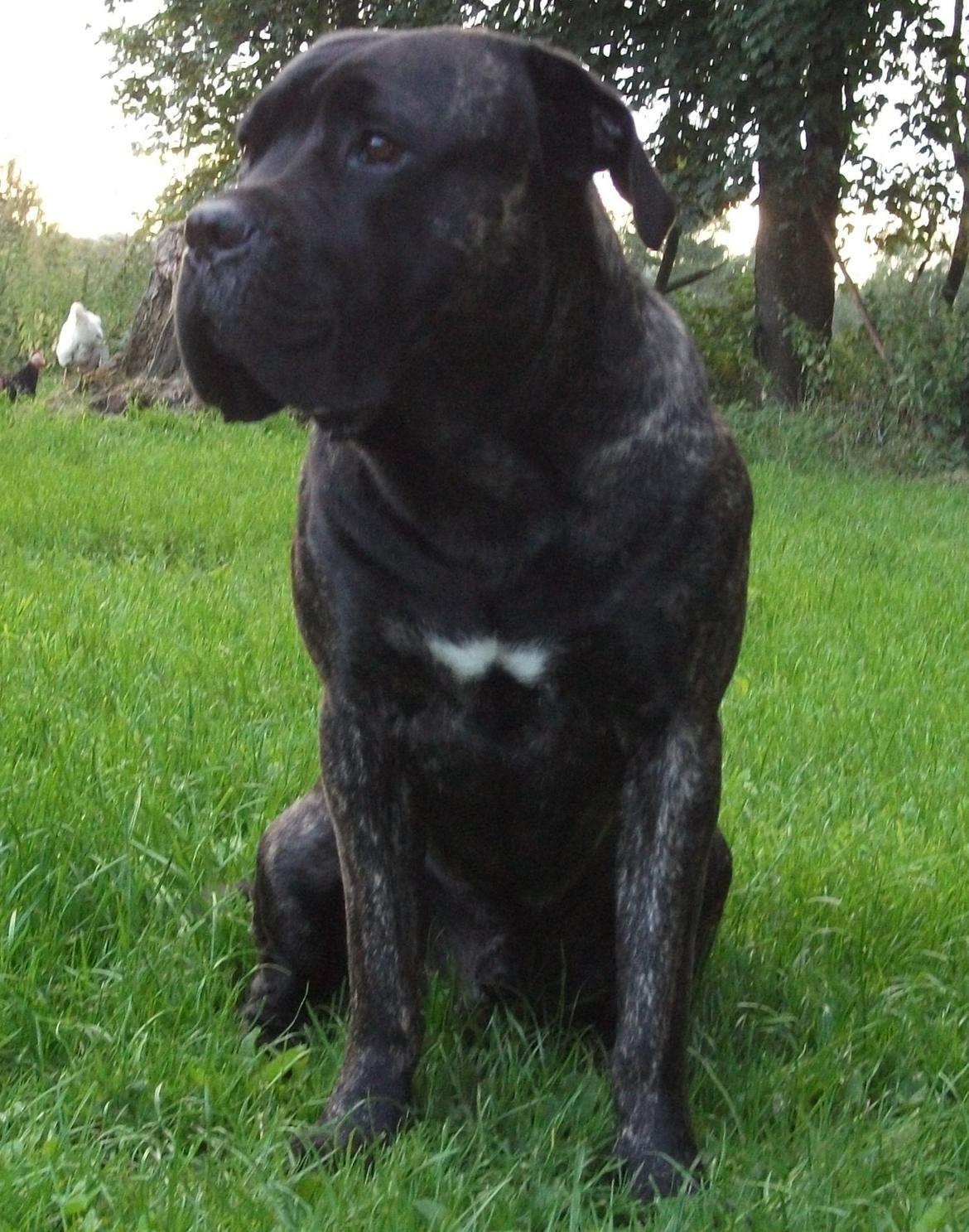 Cane corso Champ Diego billede 4
