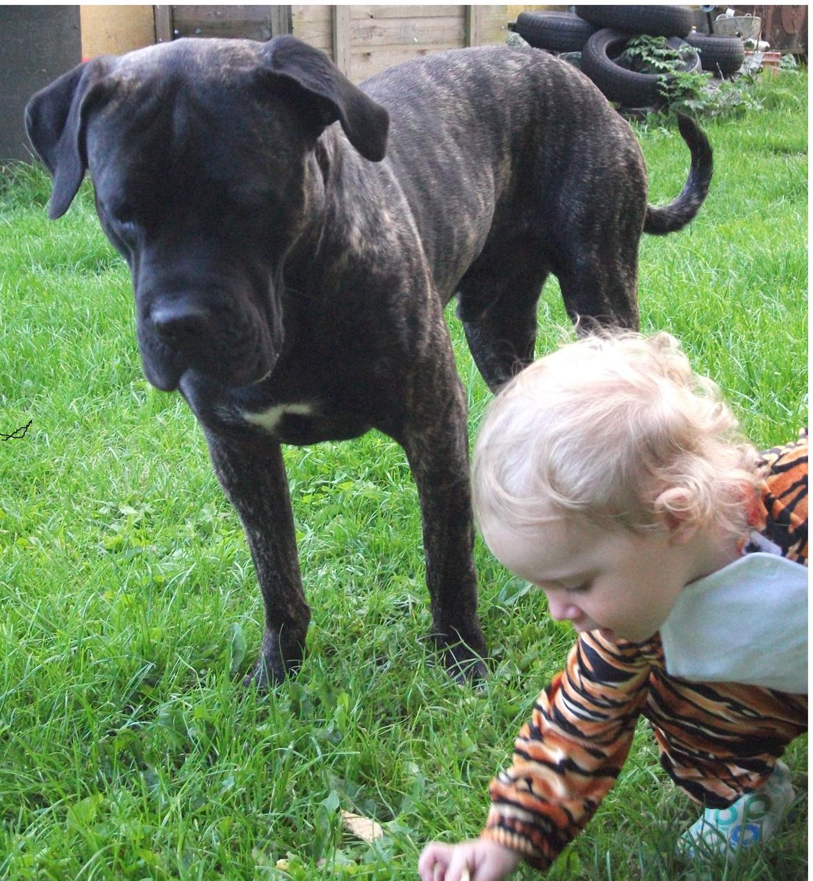 Cane corso Champ Diego billede 5