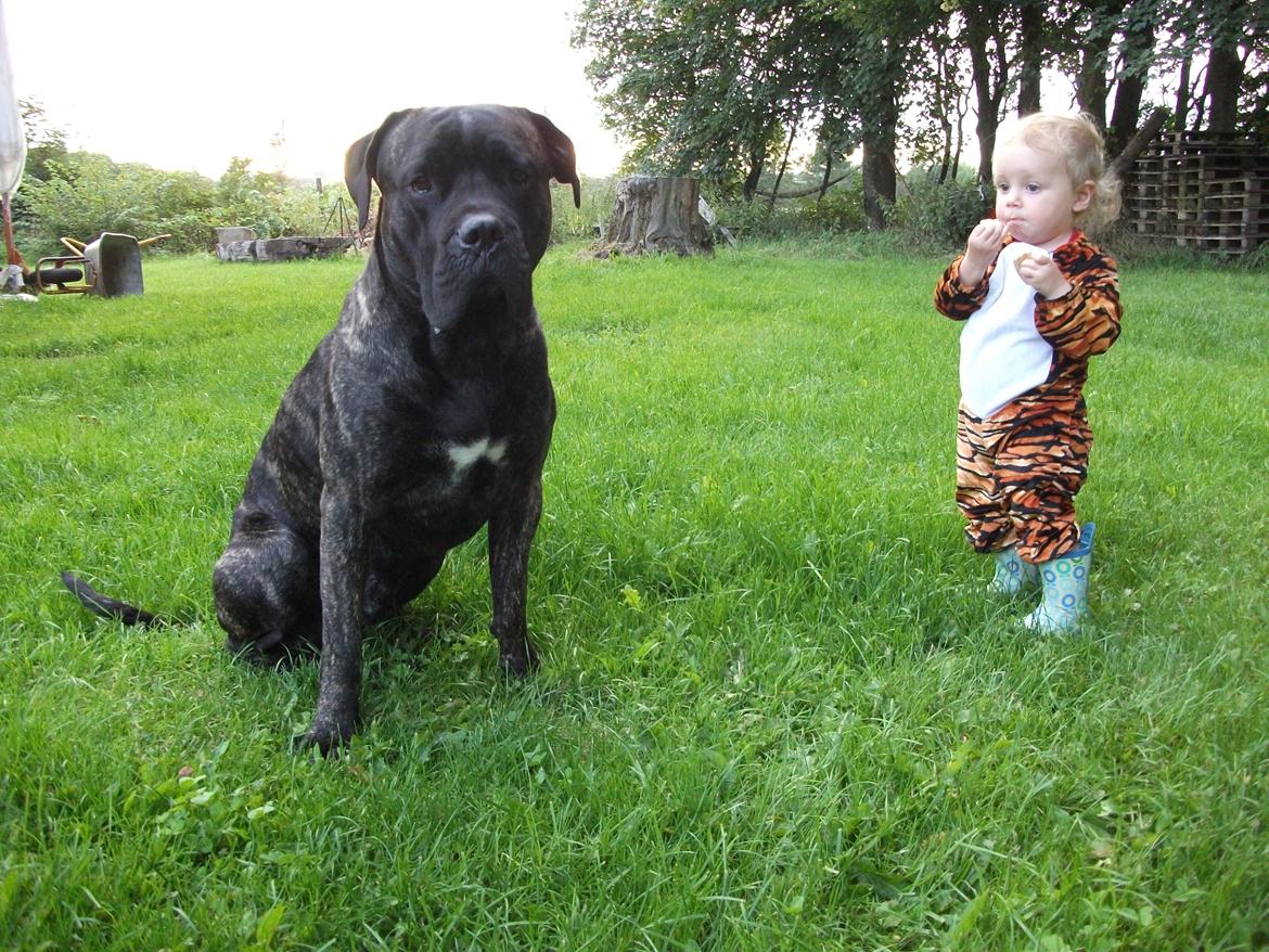 Cane corso Champ Diego billede 2