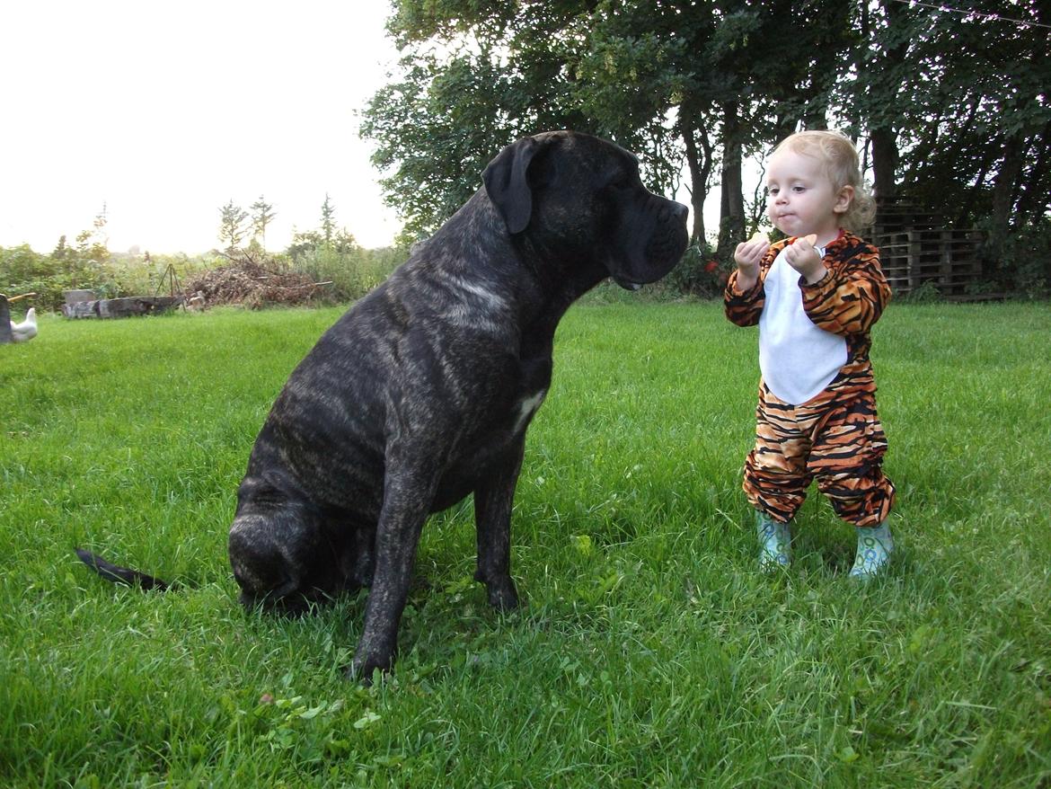 Cane corso Champ Diego billede 7