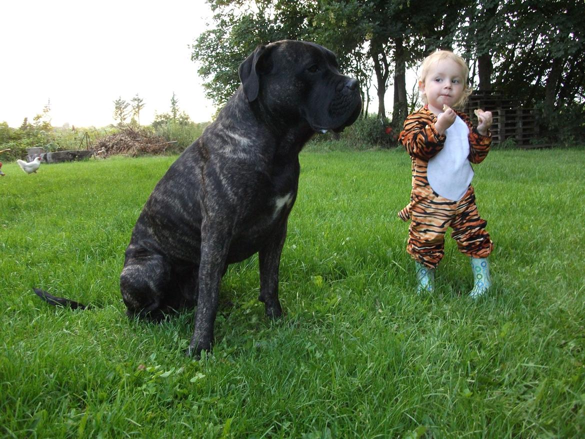 Cane corso Champ Diego billede 1