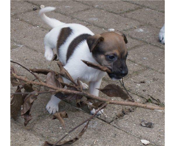 Dansk svensk gaardhund Nicki billede 19