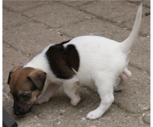 Dansk svensk gaardhund Nicki billede 20