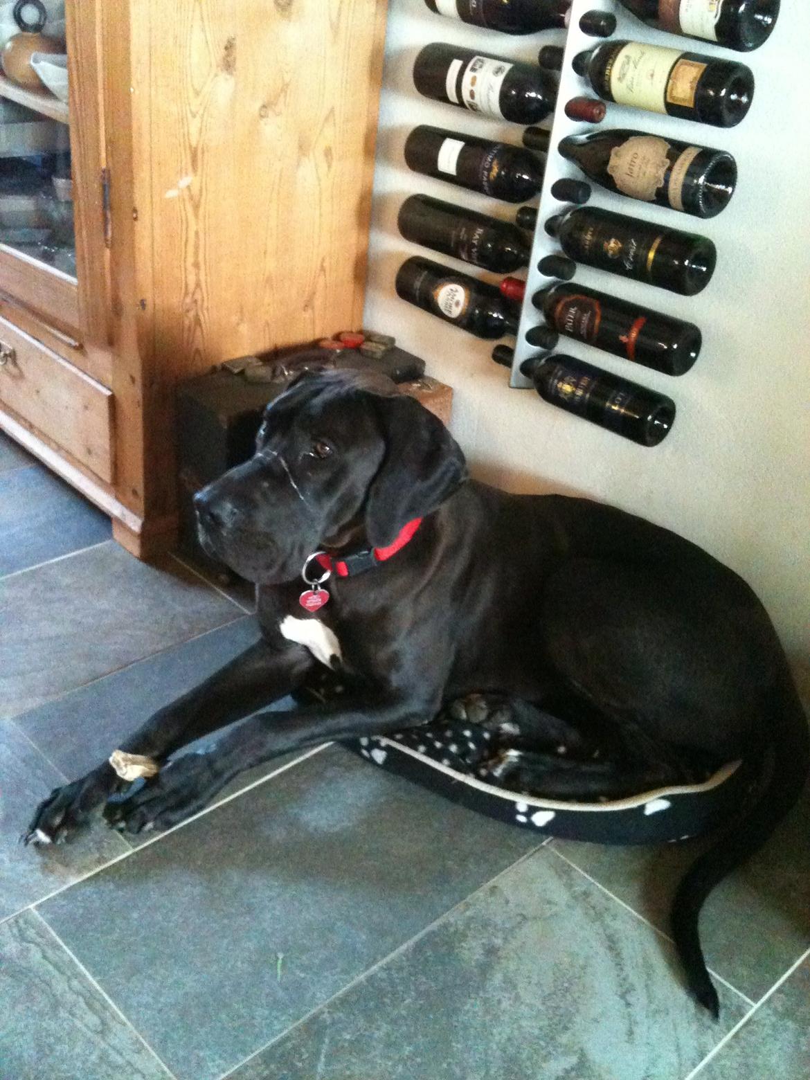 Grand danois Molly billede 11