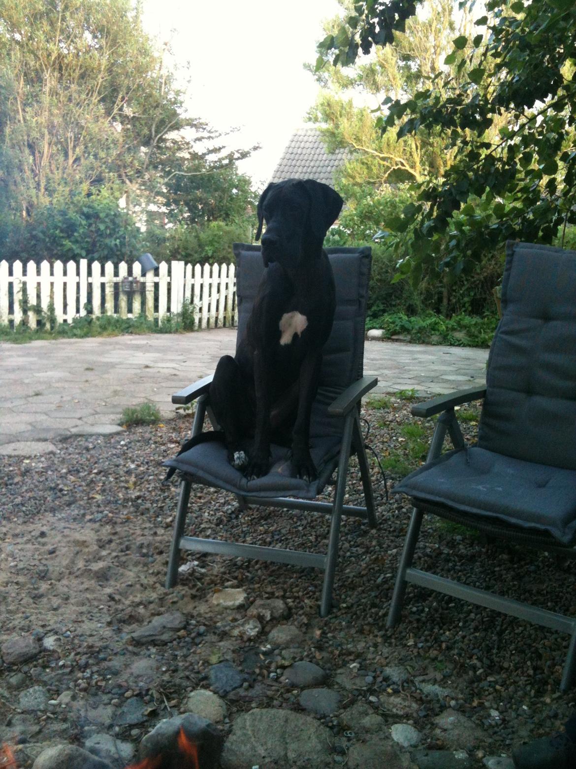 Grand danois Molly billede 12