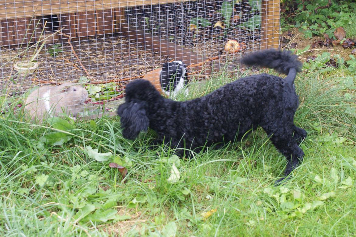 Mellempuddel Valde - Så har han opdaget marsvinene billede 6