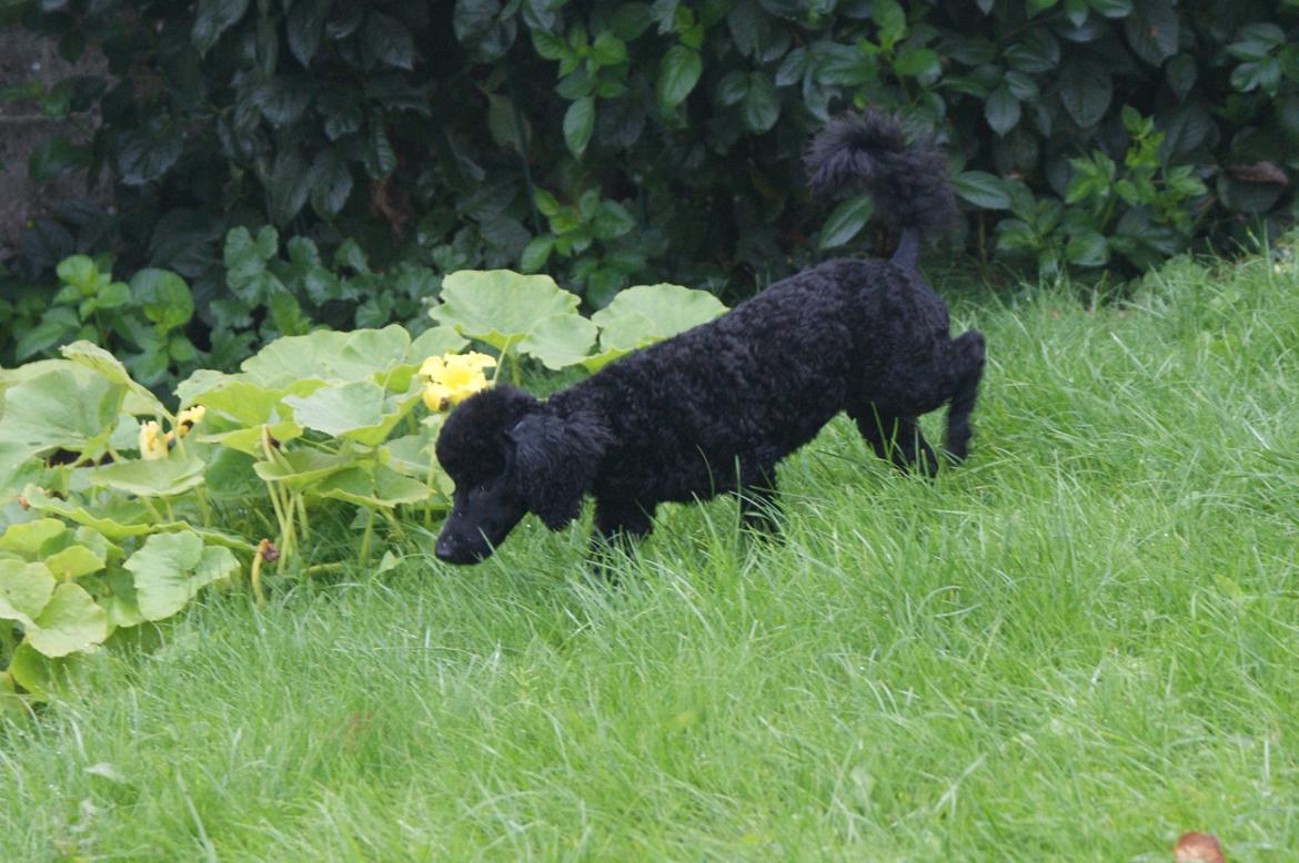 Mellempuddel Valde billede 7