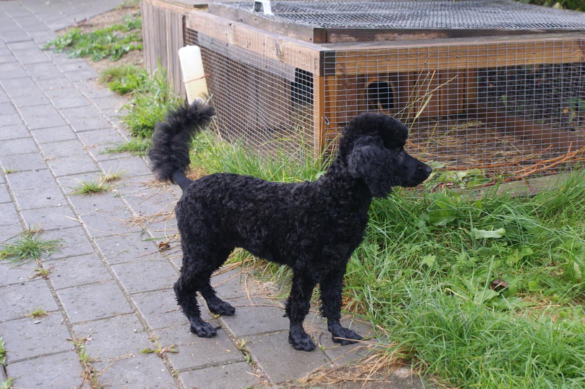 Mellempuddel Valde - Så har han været til frisøren første gang skal lige vende mig til at se han sådan :-) billede 8