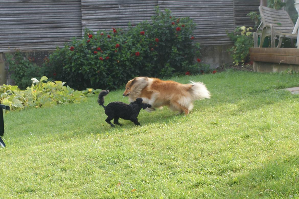 Mellempuddel Valde - Valde leger med villy billede 9