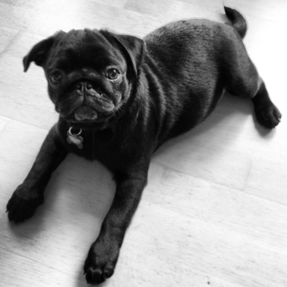 Mops Charlie billede 6