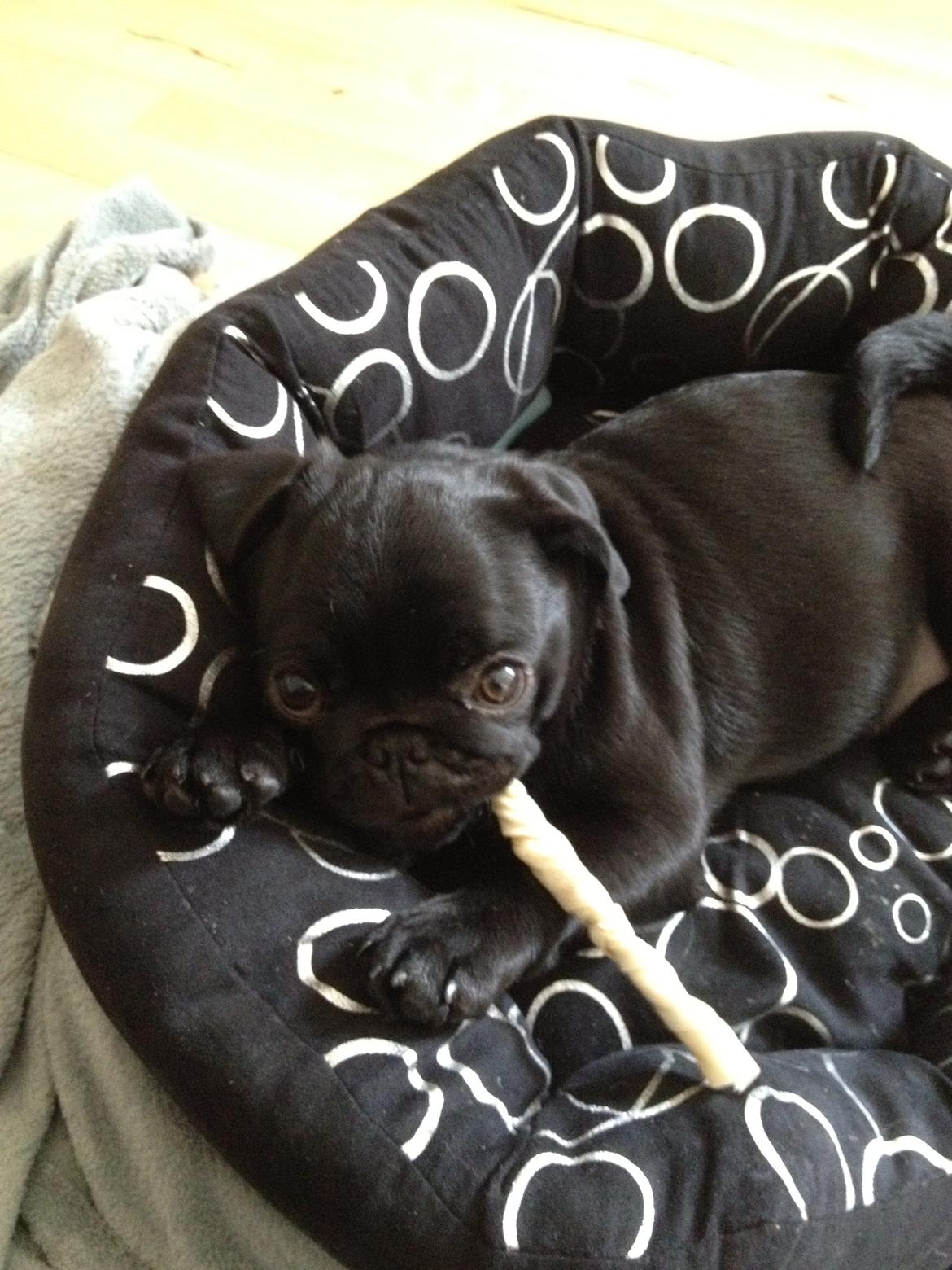 Mops Charlie billede 8